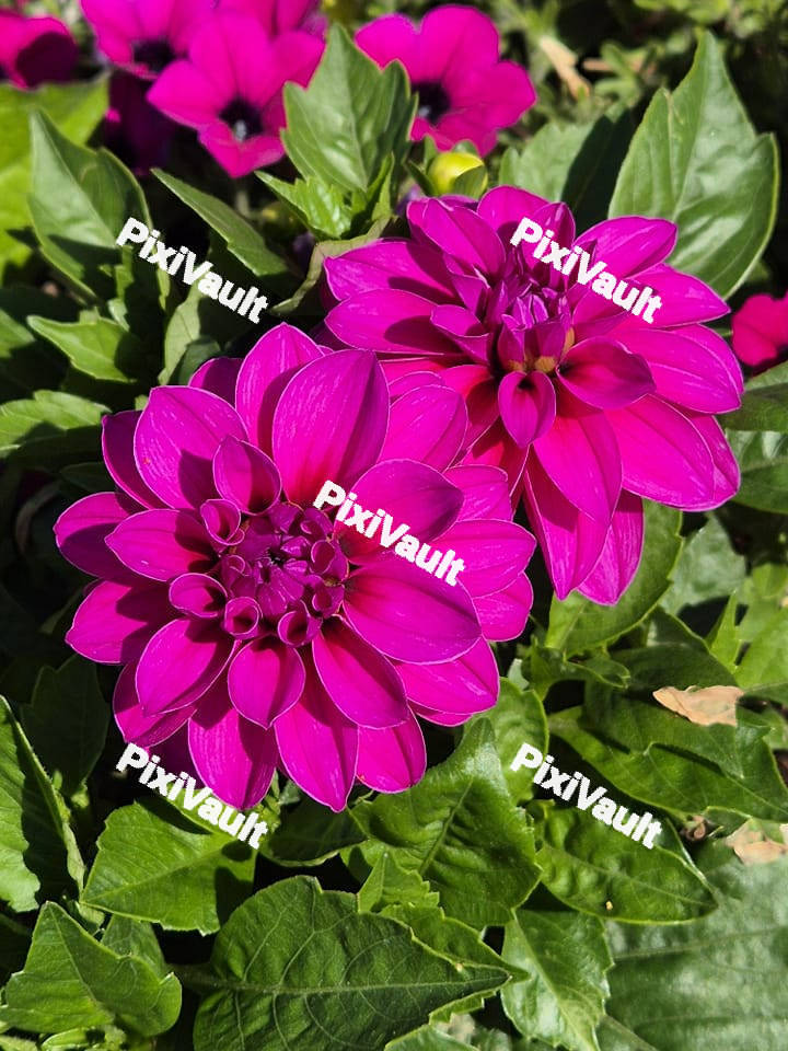 Purple Dahlia Flower